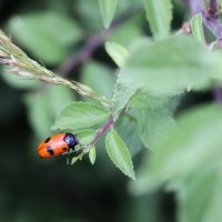 ch-deal-macro-03.jpg