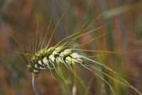 ch-deal-macro-05.jpg