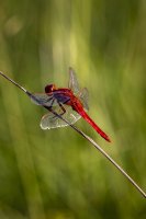 CP_MG_9764.jpg