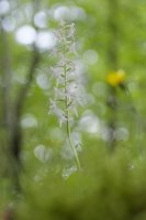 DavidB__DSC2277_20260529_Z6III_D0025.jpg