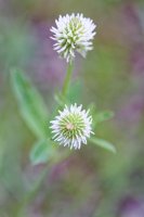 DavidB__DSC2424_20260529_Z6III_0025.jpg