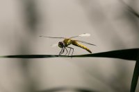 C. Loffreda 2.jpg