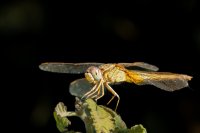 C. Loffreda 4.jpg