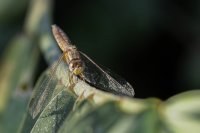 C. Loffreda 5.jpg