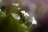 _Z610688_parcttdor_jlLeblanc.jpg