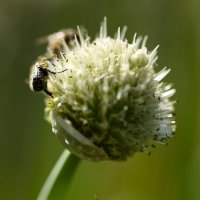 _Z610692_parcttdor_jlLeblanc.jpg