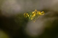 _ZSC6358_parcttdor_jlLeblanc.jpg