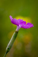 CP_MG_9866.jpg