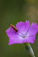 CP_MG_9870.jpg