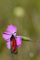 CP_MG_9881.jpg
