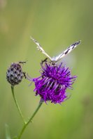 CP_MG_9940.jpg