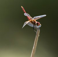 C. Loffreda 7.jpg