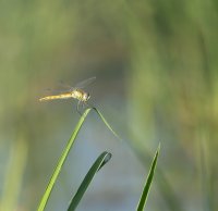 C. Loffreda 6.jpg