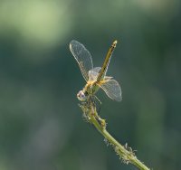 C.Loffreda 3.jpg