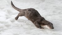philippe-rouyer-loutre 2 copie 1080.jpg