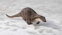 philippe-rouyer-loutre 3 copie.jpg