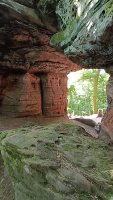 alain_forest_3_IMG20260720104217.jpg