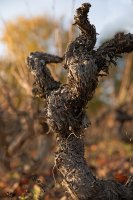 1 Suzanne Bissardon Ste Paule 69 Beaujolais.jpg